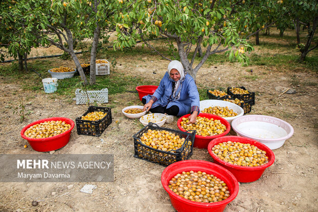 برداشت آلو بخارا در روستای شوقان جاجرم