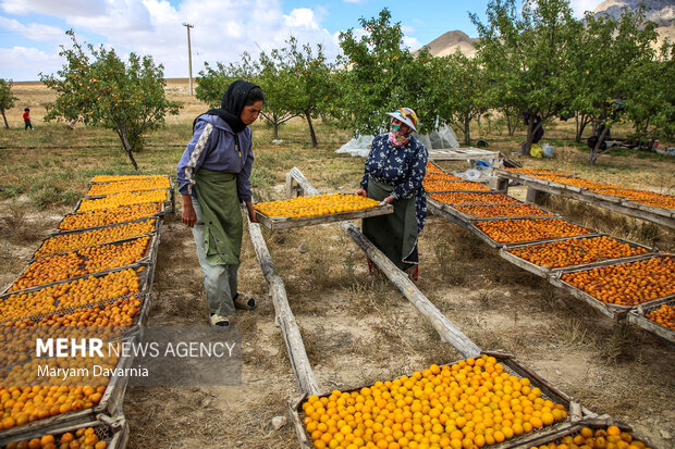 برداشت آلو بخارا در روستای شوقان جاجرم