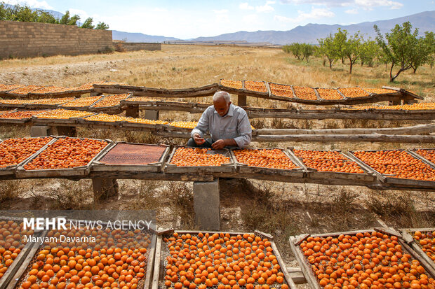 برداشت آلو بخارا در روستای شوقان جاجرم