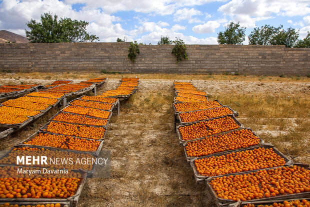 برداشت آلو بخارا در روستای شوقان جاجرم