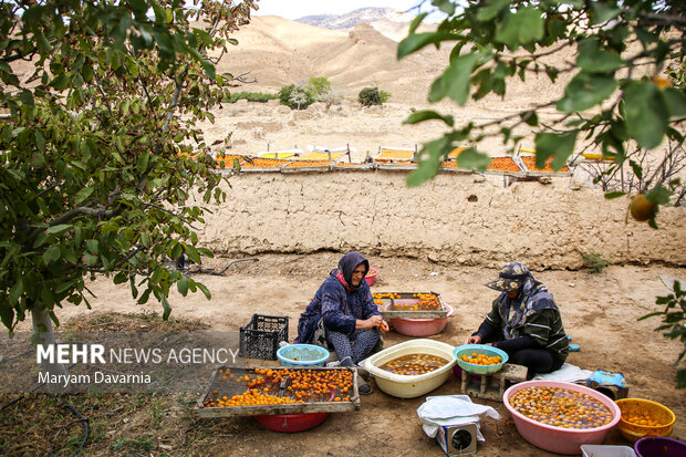 برداشت آلو بخارا در روستای شوقان جاجرم