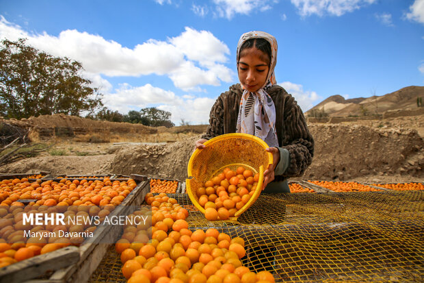 برداشت آلو بخارا در روستای شوقان جاجرم