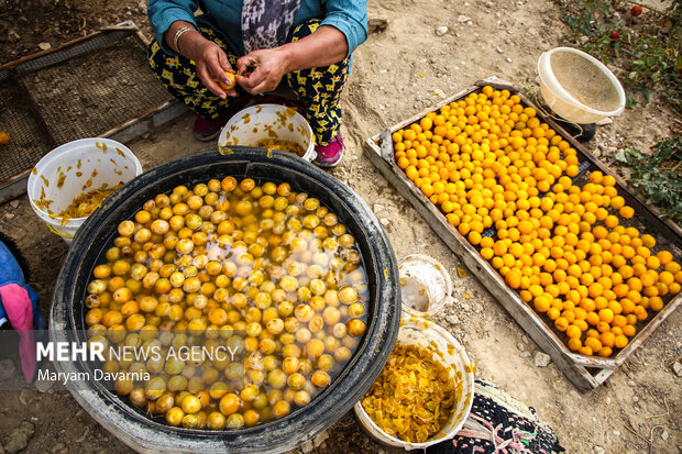 برداشت آلو بخارا در روستای شوقان جاجرم