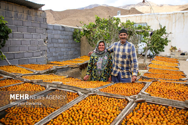 برداشت آلو بخارا در روستای شوقان جاجرم