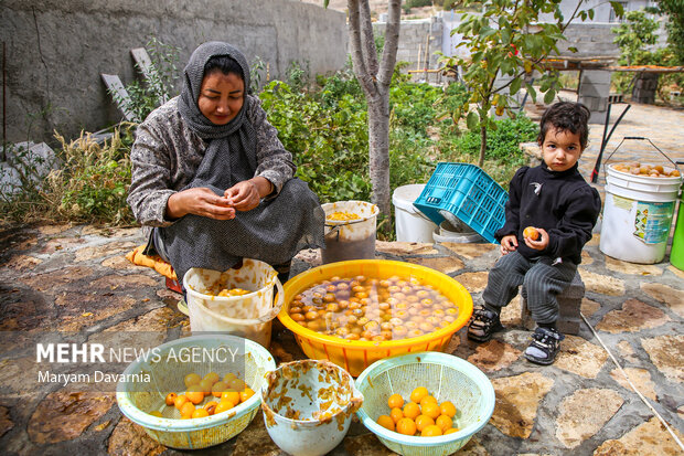 برداشت آلو بخارا در روستای شوقان جاجرم