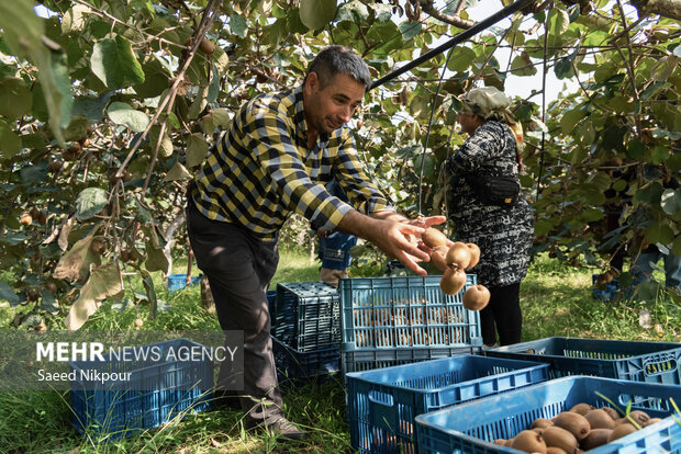 برداشت کیوی از باغات شهرستان تالش