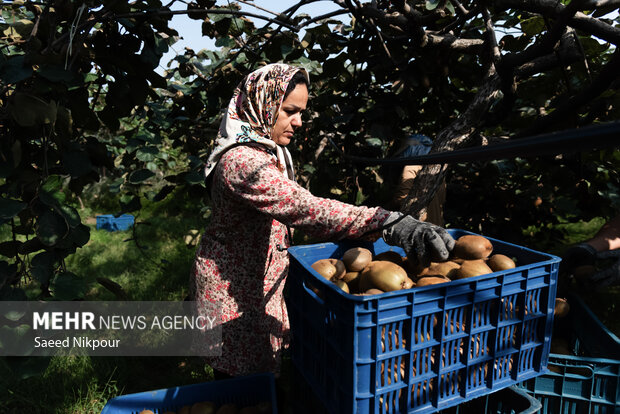 برداشت کیوی از باغات شهرستان تالش