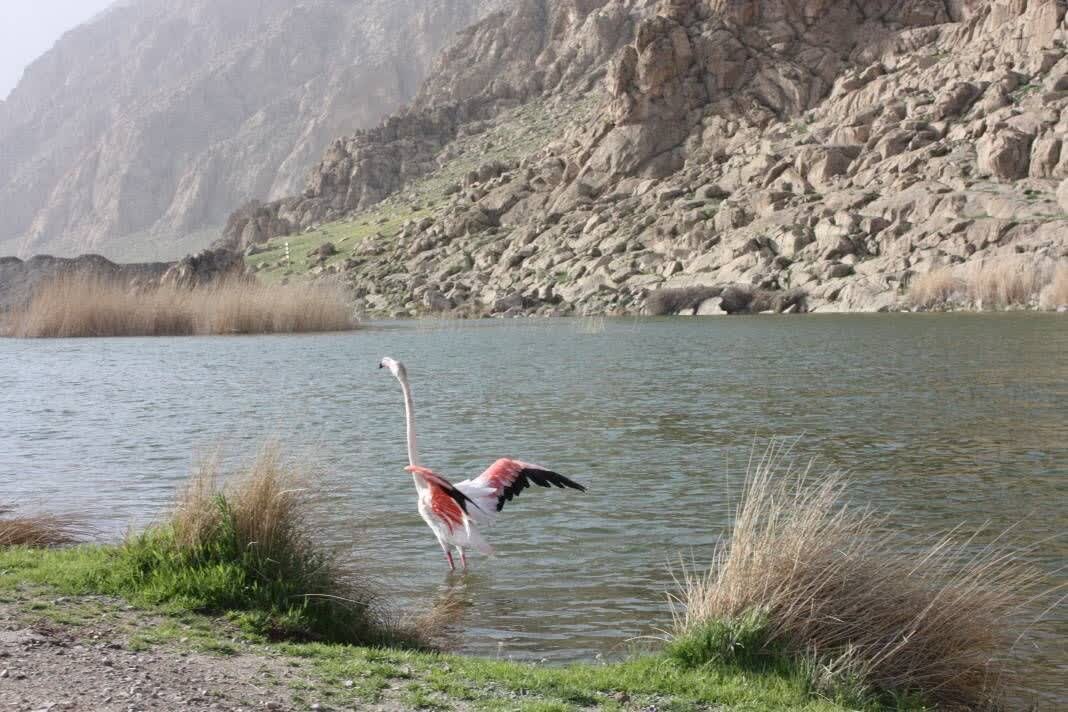 دزفولی‌نژاد: حفاظت از تالاب‌ها به مشارکت همگانی نیاز دارد