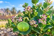 استبرق؛ گنج سیستان‌وبلوچستان با ظرفیت تولید الیاف پیشرفته