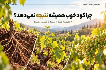 ۳ تصمیم مهم از ریشه تا تشکیل میوه