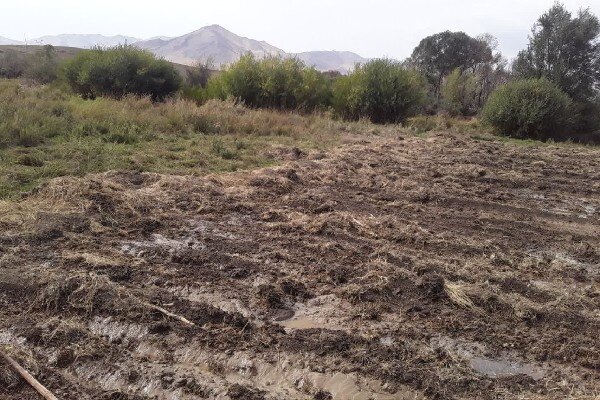 حضرتی: با عامل تخریب اراضی ملی در روستای قروه برخورد شد