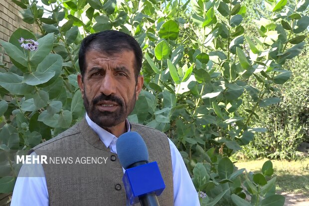 استبرق؛ گنج سیستان‌وبلوچستان با ظرفیت تولید الیاف پیشرفته