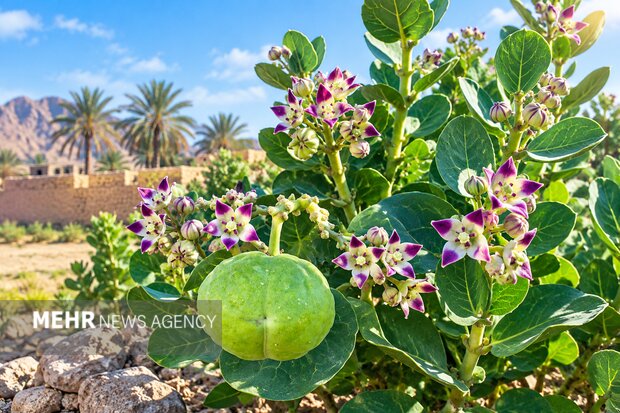 استبرق؛ گنج سیستان‌وبلوچستان با ظرفیت تولید الیاف پیشرفته
