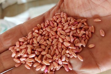 کشت پاییزه گندم و جو در۵۴هزار هکتار اراضی سمنان؛ تولید۱۰۳هزار تن محصول