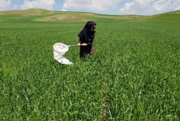 کاهش ۵۶ درصدی سن‌زدگی گندم آذربایجان‌شرقی در سال ۱۴۰۵