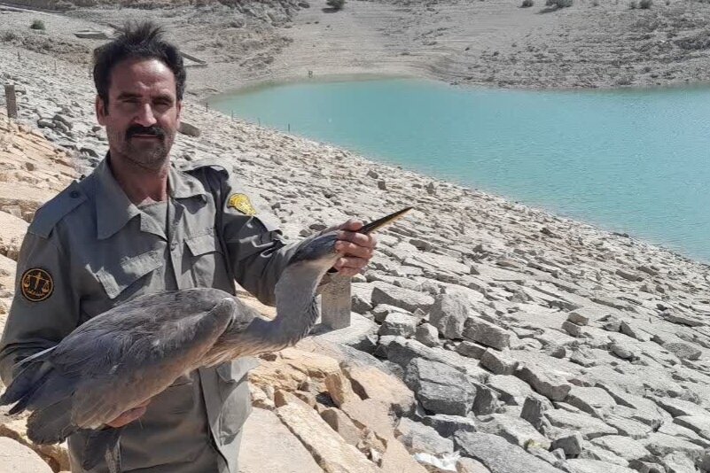 حواصیل خاکستری پس از درمان به زیستگاه دالانکوه بازگشت حواصیل خاکستری پس از درمان به زیستگاه دالانکوه بازگشت