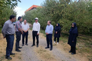 برنامه‌ریزی برای مهار لکه سیاه سیب در مراغه