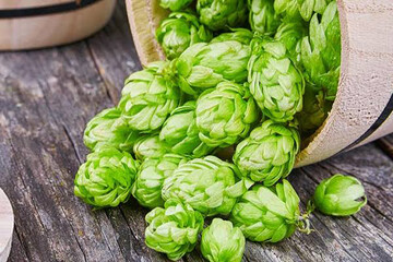 توسعه کشت گیاه دارویی رازک در آذربایجان شرقی