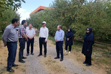 برنامه‌ریزی برای مهار لکه سیاه سیب در مراغه