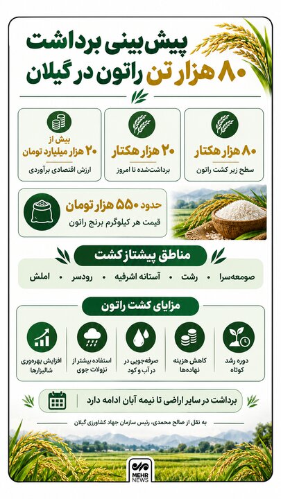 اینفوگرافیک؛ گیلان در انتظار برداشت ۸۰ هزار تُن راتون