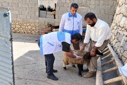 ایمن‌سازی ۷۰۰ رأس دام سبک در رزمایش جهادی عشایر کهگیلویه‌وبویراحمد