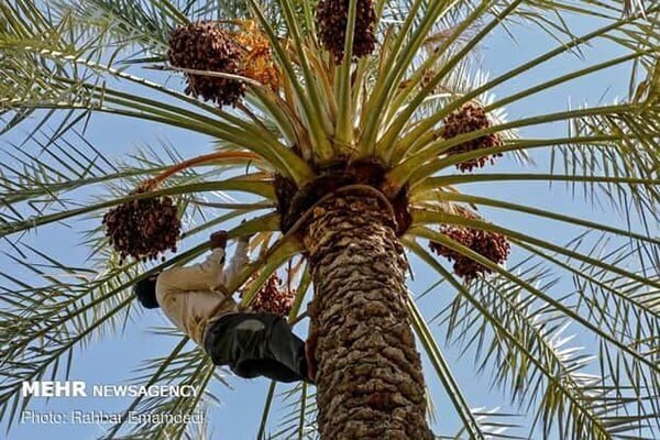 خرمای ارم در مسیر جهانیشدن؛لزوم عبور از خامفروشی و رونق صنایع تبدیلی