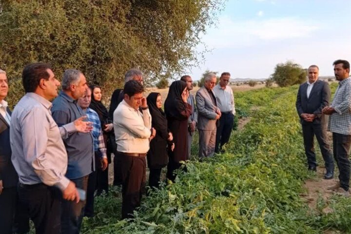 بخشدار ارم: برداشت ۵۰ هزار تن گوجه‌فرنگی در حال تحقق است
