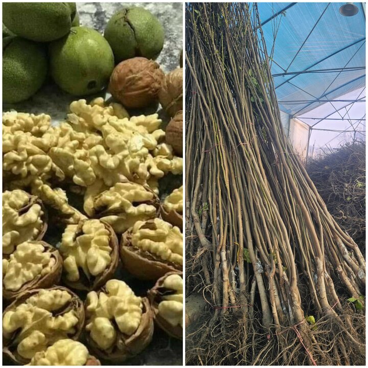 رویال نهال؛ رتبه اول تولید نهال گردو و بادام در آذربایجان غربی