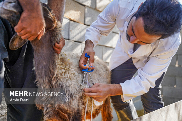 طرح جهادی سلامت دام در روستاهای فارس
