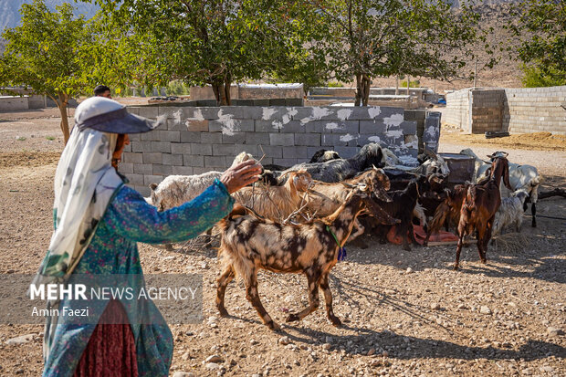 طرح جهادی سلامت دام در روستاهای فارس