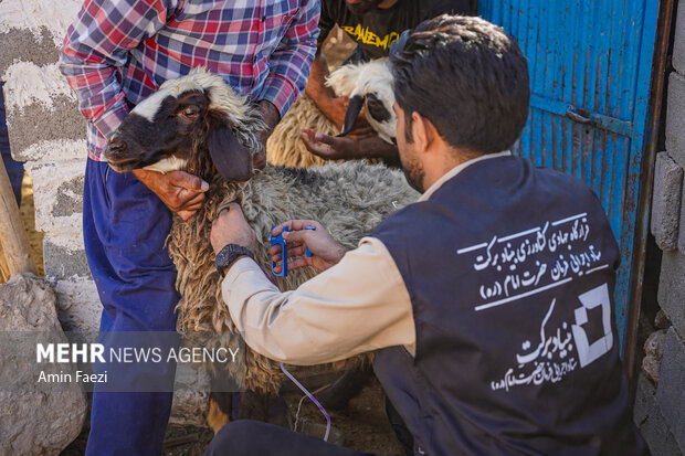 طرح جهادی سلامت دام در روستاهای فارس