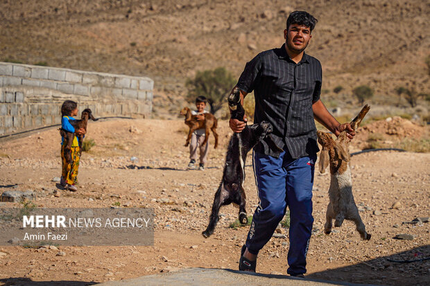 طرح جهادی سلامت دام در روستاهای فارس
