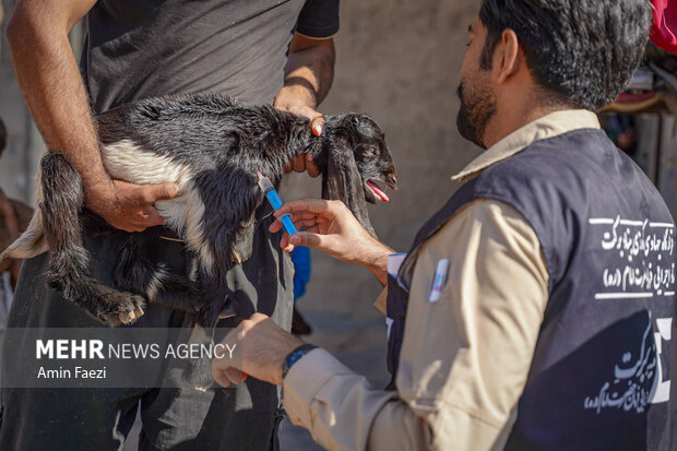 طرح جهادی سلامت دام در روستاهای فارس