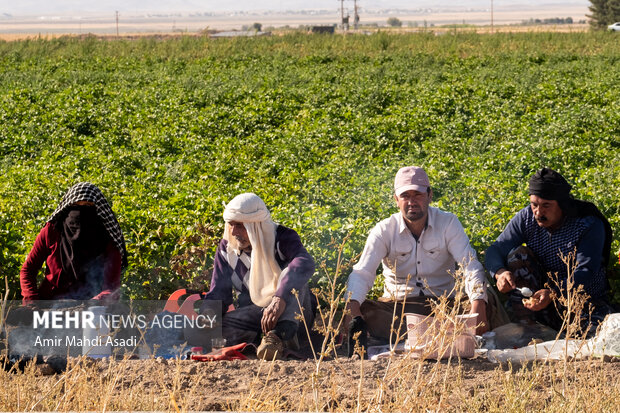 برداشت گوجه فرنگی از مزارع شهرستان فریمان