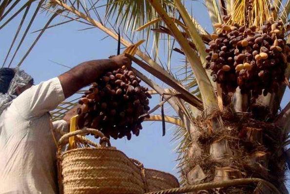 افزایش تولید خرما سودی برای نخلداران نداشت/ دلالان مانع قیمت‌گذاری واقعی خرما