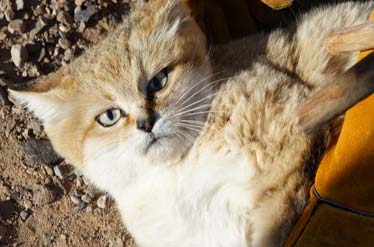 زنده گیری کوچکترین گربه در معرض انقراض کشور  در خواف