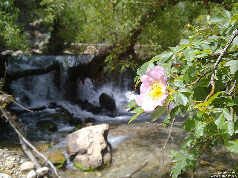 جذب گردشگر نوروزی به شهرستان رستم بابرپایی سیاه چادر عشایری