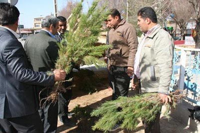 20 هزار اصله نهال همزمان با هفته منابع طبیعی در میامی توزیع می شود