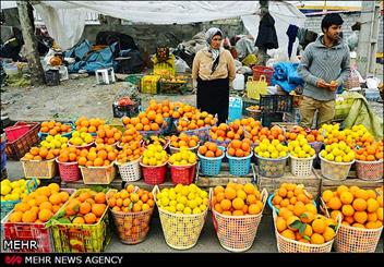 روز شمار برای ذخیره‌سازی میوه شب عید/ هزینه بالای برداشت و سورتینگ