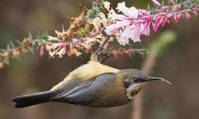 گلهایی که نظر پرندگان را به خود جلب می کنند