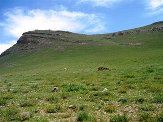 حفظ مراتع موجب احياء منابع طبيعي خواهد شد/ چرای بی رویه مراتع را تهدید می کند