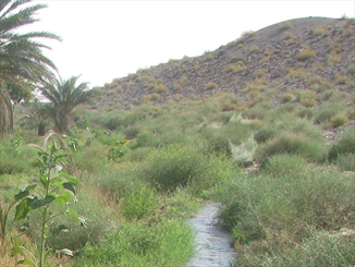 جاری شدن چشمه سارها بعد از گذشت 13سال خشکسالی/ طبیعت زیبای ریگان میزبان گردشگران