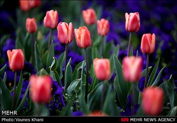  رنگین کمانی از لاله بر باغ گل‌های کرج سایه افکند