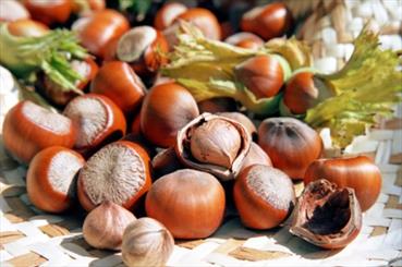 اردبيل دارای ارزشمندترين ذخاير ژنتيكي فندق جهان/ اجرای طرح مطالعاتی