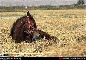 رهایی اسبچه زیبای خزر از مرگ/ اسبهای وارداتی بومی می شوند