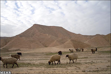 خشکسالی مشکل اصلی عشایر طبس/ تولید یک سوم محصولات دامی خراسان جنوبی توسط عشایر