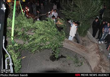 کودک ۲ ساله در جنگل قرق بر اثر سقوط درخت فوت کرد - خبرگزاری مهر | اخبار  ایران و جهان | Mehr News Agency
