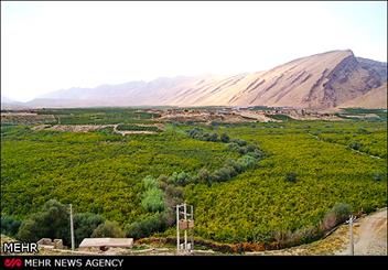 ضرورت تغییر الگوی کشت در ایوانکی/ ضرورت توسعه باغات انار