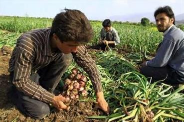 بهره برداران طارمی ۷۲ هزار تن سیر به بازار عرضه می‌کنند