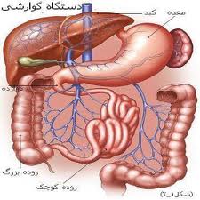 بیماری های گوارشی و اختلالات جنسی در صدر بیماری های روان تنی قرار دارد